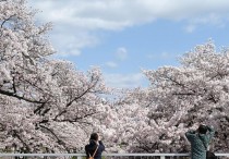 8 個夢見櫻花的解釋：夢見滿是櫻花、夢見櫻花盛開