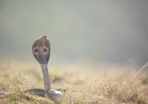 20個眼鏡蛇解夢：夢見眼鏡蛇蛇攻擊、夢見被眼鏡蛇咬傷、夢見眼鏡蛇在床上