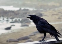 9 個夢見烏鴉的解釋：夢見烏鴉襲擊、夢見黑烏鴉