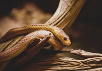 5 個夢見被棕色的蛇追的解釋：夢見一條棕色的蛇撲向你、夢見被褐蛇襲擊