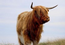 12 個夢見公牛的解釋：夢見一頭公牛嚎叫 、 夢見公牛攻擊他人