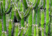 12 個夢見仙人掌的解釋：夢見買仙人掌 、 夢見一棵乾仙人掌