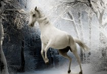 9 個夢見白馬的解釋：夢見白馬受傷、夢見幾匹白馬