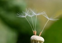 17 個夢見種子的解釋：夢見植物種子、夢見豆子