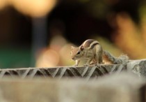 12 個夢見松鼠的解釋：夢見松鼠逃跑、夢見松鼠說話