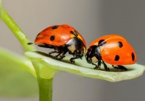 10 個夢見瓢蟲的解釋：夢見紅色瓢蟲、夢見假瓢蟲