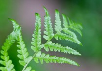 夢見蕨類植物的 9 個周公解夢含義