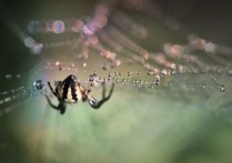 13 個夢見蜘蛛的象徵和含義解釋