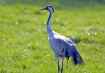 11 個夢見鶴的解釋：夢見白鶴出現、夢見一群鶴一起飛翔