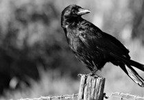 15 個夢見烏鴉的解釋：夢見烏鴉攻擊、 夢見一群烏鴉飛翔