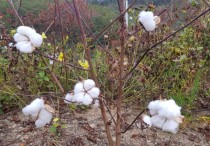 10 個夢見棉花的解釋：夢見種植棉花 、夢見買棉花