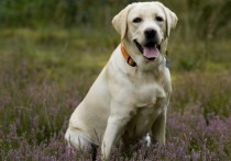 12 個夢見鬥犬的解釋：夢見與白狗搏鬥 、夢見與大狗戰鬥