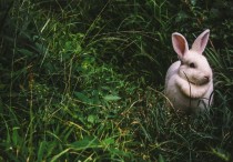 16 個夢見白兔的解釋：夢見白兔子生產、夢見吃白兔子