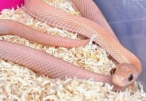 5 個夢見殺死一條粉紅色的蛇的解釋：夢見一條死粉紅色的蛇、夢見粉紅色的蛇逃跑