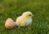 12 個夢見小雞出生的解釋：夢見小雞破蛋 、夢見小雞一出生就哭泣