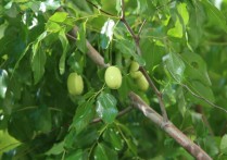 夢見棗樹是什麼意思（6 種夢境預兆含義）