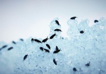 18 個夢見跳蚤的解釋： 夢見衣服上有跳蚤、 夢見跳蚤從床上爬出來