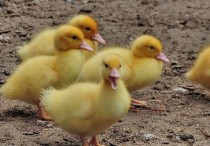 18 個夢見小雞出現的解釋：夢見踩到一個小雞、夢見養小雞