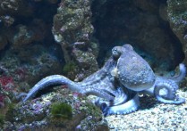 19個章魚夢解讀：夢見抓章魚、夢見吃章魚、夢見章魚出襲