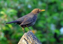 17個黑鳥的夢解讀：夢見黑鳥攻擊、夢見黑鳥歌唱、夢見黑鳥逃跑