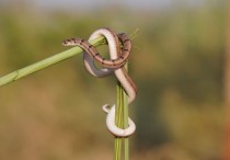 5 個夢見殺死一條棕色蛇的解釋：夢見有人殺了一條棕色的蛇、夢見一條死去的棕色蛇