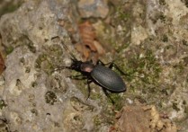 20個甲蟲夢境含義：夢見綠甲蟲 、夢見橘子甲蟲、夢見米色甲蟲
