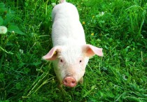 9 個夢見白豬的解釋：夢見被白豬咬、 夢見殺死白豬