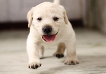 11 個夢見被狗追的解釋：夢見被一隻黑狗追逐、夢見被一隻白狗追逐