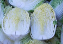 夢見捲心菜的 14 個周公解夢：夢見拔捲心菜、夢見泡菜