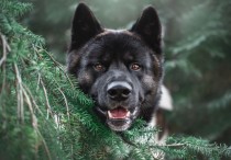 9 個夢見黑狗的解釋：夢見擁抱一隻黑狗 、 夢見一隻黑狗嚎叫