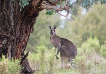 10 個夢見袋鼠的解釋：夢見殺死袋鼠、夢見死袋鼠