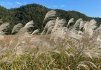 6 個夢見蘆葦的解釋：夢見走在蘆葦林小路上、夢見蘆葦搖曳