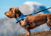 23 個夢見被狗咬的解釋：夢見被狗咬、夢見被狗咬耳朵