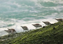 8 個夢見鳥群的解釋： 夢見一群鳥坐在樹上、 夢見一群鳥兒迷失