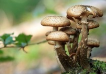 14 個夢見蘑菇的解釋：夢見靈芝蘑菇、夢見黑蘑菇