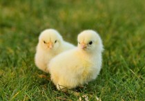 15 個夢見小雞的解釋：夢見懷中有小雞 、夢見和小雞玩耍