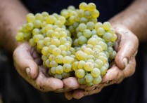 夢見白葡萄 - 周公解夢、8個夢境預兆