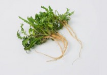 5 個夢見蘿蔔的解釋：夢見蘿蔔、夢見蘿蔔配菜