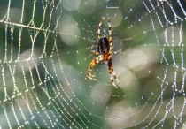 5 個夢見紅蜘蛛的解釋：夢見紅蜘蛛追你 、夢見殺死紅蜘蛛