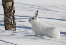 17 個夢見小兔子的解釋：夢見餵兔子寶寶、夢見一隻小兔子逃跑
