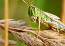10 個夢見蚱蜢的解釋：夢見黑蚱蜢、夢見巨型蚱蜢