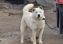 9 個​夢見珍島犬的解釋：夢見一隻跟著你的無名女犬、夢見失去一隻狗