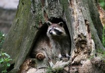 12 個夢見浣熊追人的解釋：夢見浣熊哭泣、夢見吃浣熊