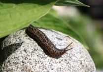 夢見蛞蝓是什麼意思（8 種夢境預兆含義）