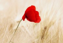 5 個夢見紅花的解釋：夢見收到紅花、夢見送紅花