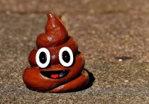 11 個​夢見狗糞的解釋：夢見滑到狗上、夢見狗便堆積