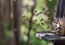 11 個夢見蜂巢的解釋： 夢見蜂巢倒塌、夢見收到蜂巢作為禮物