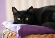 夢見黑貓 - 周公解夢、9 個夢境預兆