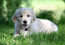 13 個夢見一隻狗衝向你的解釋：夢見黑色小狗向你跑、夢見狗搖尾巴並撲向你