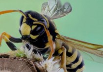 8 個夢見大黃蜂的解釋：夢見紅黃蜂、夢見大黃蜂蜇人